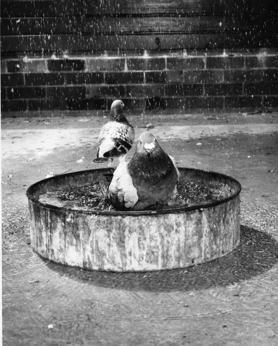 Framed Print : Racing pigeon champion scout enjoys a shower bath in his new luxury home with Framed Print : Racing pigeon champion scout enjoys a shower bath in his new luxury home with
