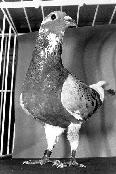 Racing pigeon Smaragd, the fastest pigeon on Earth at his owners home in Loughborough