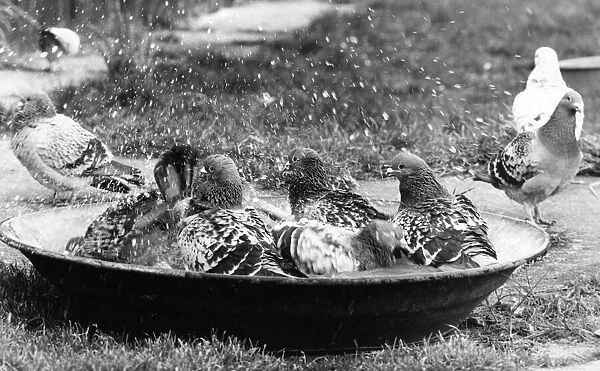 Some racing pigeons enjoying a birdbath