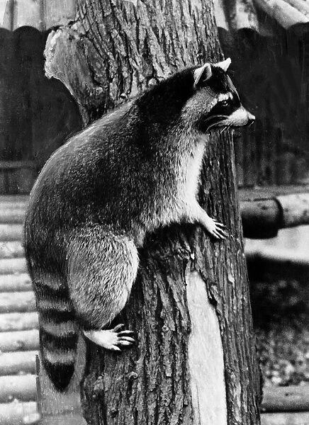 Racoon on a tree December 1933