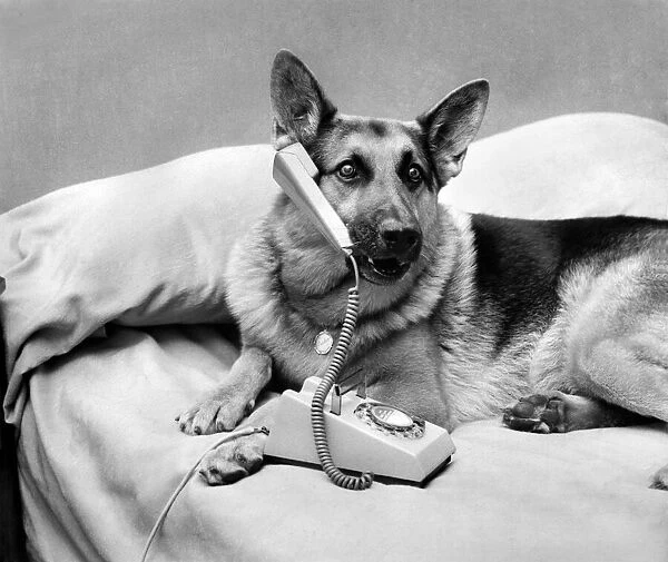 Radar, the Alsatian seen here answering the telephone will be one of the many guest stars