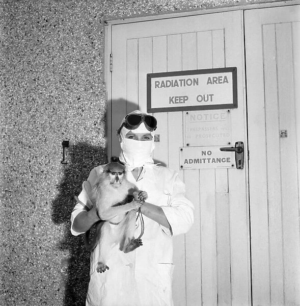 Radiation Testing: Monkeys are exposed to radiation at this U. K