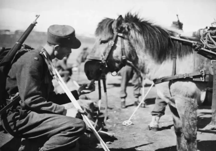 Framed Print : Raid on Spitzbergen (Svalbard). (Picture) A member of the Norwegian garrison feeds Framed Print : Raid on Spitzbergen (Svalbard). (Picture) A member of the Norwegian garrison feeds