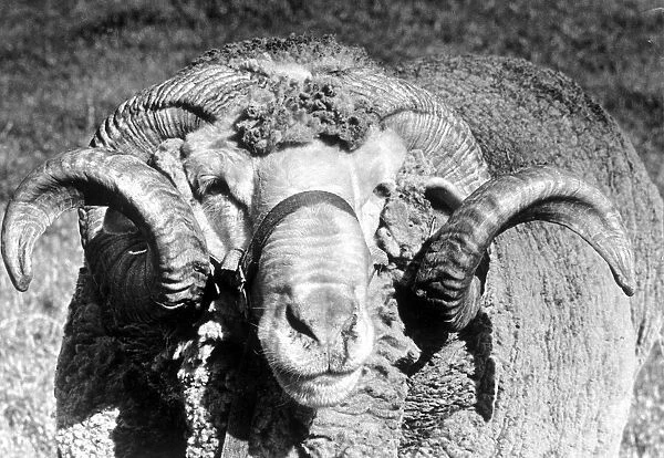 A ram pictured at the Royal Show, Stoneleigh, Warwickshire. 14th June 1988