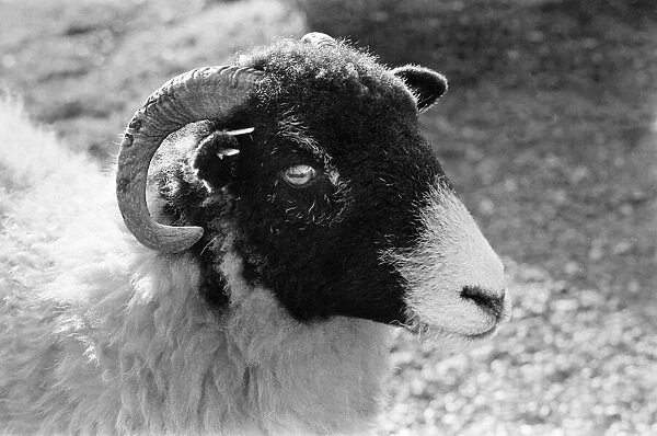Ram on the Yorkshire Dales, Sunday 24th October 1982