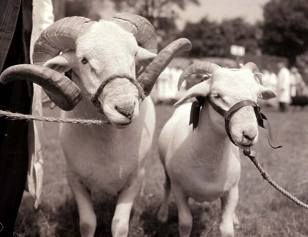 Rams at the Royal Norfolk Show. Tied up with rope July 1955 A©Mirrorpix