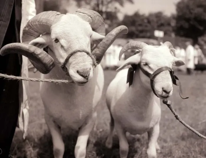 Framed Print : Rams at the Royal Norfolk Show. Tied up with rope July 1955 A©Mirrorpix
