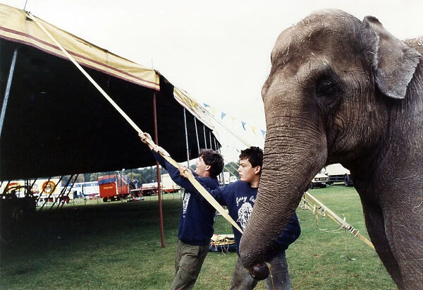 Rani the elephant helping to put up the big top with two boys when the Gerry Cottle