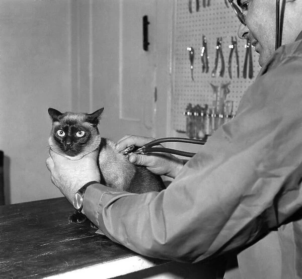 Rani, a Siamese cat, has his annual check-up at the vets. Feburay 1966 P005154