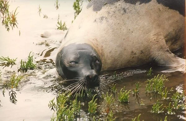 A rare harp seal enjoys the cool water