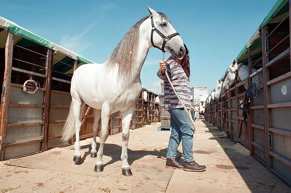 Rare horses which will be appearing at the Newcastle Arena. 2nd May 1997
