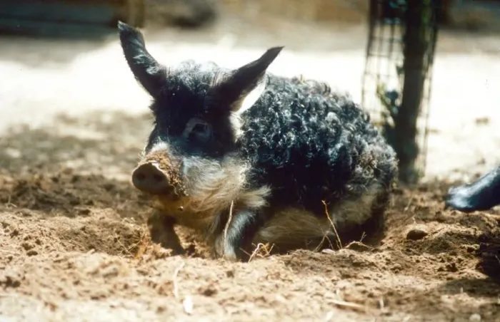 Framed Print : Rare Hungarian pig playing in the dirt at Banham Zoo, Norfolk August 1995 Framed Print : Rare Hungarian pig playing in the dirt at Banham Zoo, Norfolk August 1995