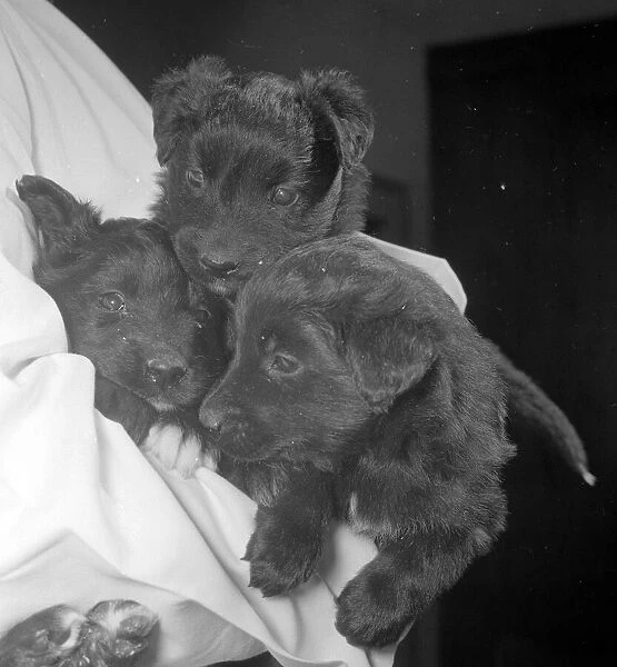 A rare trio of puppies just three weeks old, born from a test tube as a result of