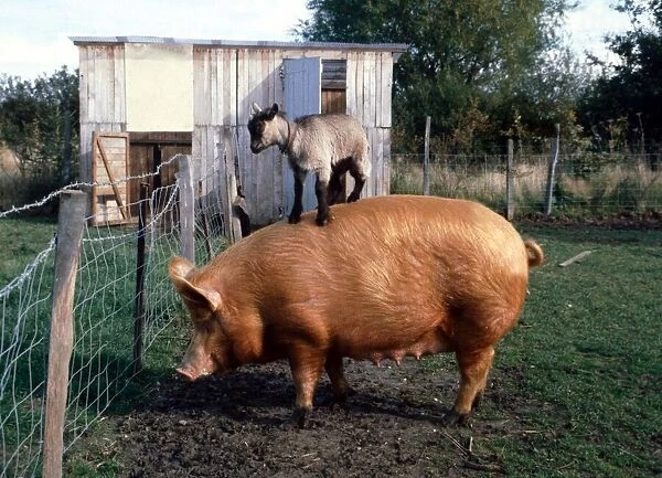 Rascal the Pygmy Goat hitching a ride on Harriet the Pig Roger Fox