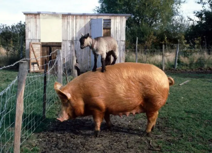 Framed Print : Rascal the Pygmy Goat hitching a ride on Harriet the Pig Roger Fox Framed Print : Rascal the Pygmy Goat hitching a ride on Harriet the Pig Roger Fox