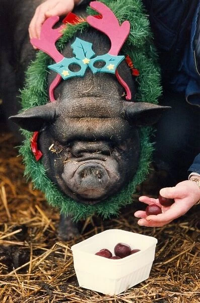 Rasher the pig in a festive mood having Horsechestnuts for his Christmas breakfast