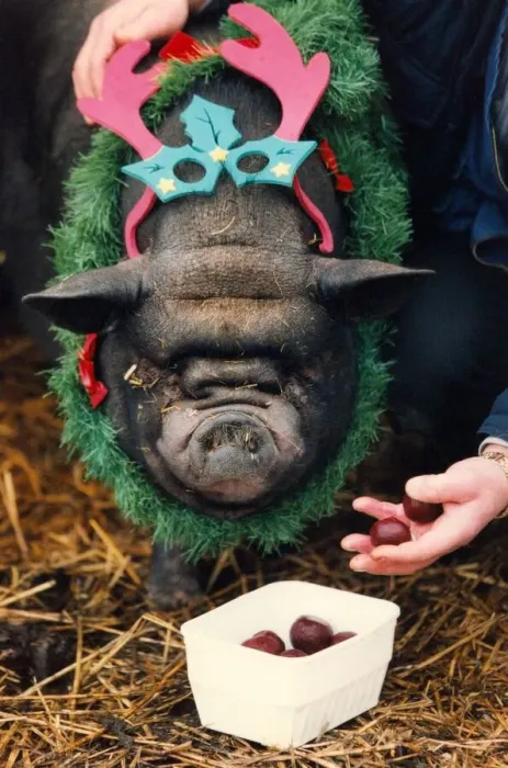 Framed Print : Rasher the pig in a festive mood having Horsechestnuts for his Christmas breakfast Framed Print : Rasher the pig in a festive mood having Horsechestnuts for his Christmas breakfast