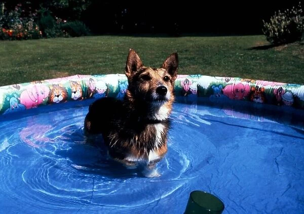 Rats the dog in retirement takes a dip in the paddling pool in his back garden