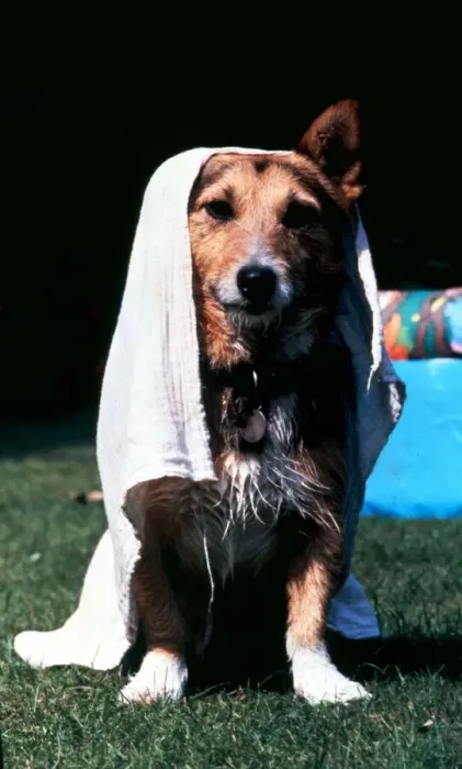 Framed Print : Rats the dog in retirement - went for a dip in the paddling pool in his back garden