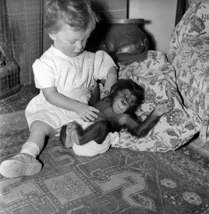 Framed Print : Being reared as a child e complete with nappies e that is the lot of two months old baby Framed Print : Being reared as a child e complete with nappies e that is the lot of two months old baby