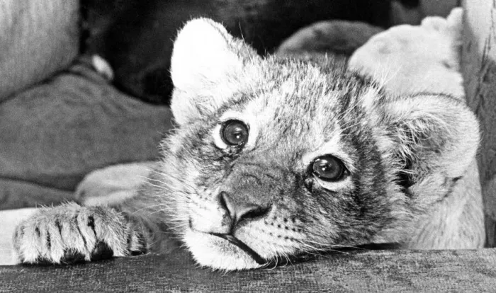 Framed Print : A recent arrival at Southam zoo farm, is Simba, a nine-week-old lion Framed Print : A recent arrival at Southam zoo farm, is Simba, a nine-week-old lion