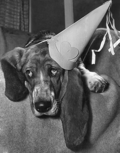 Reckless the Bassett Hound Dog wears a party hat. December 1961 P000349