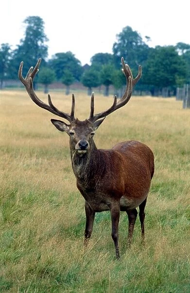 Red deer out in the fields September 1979