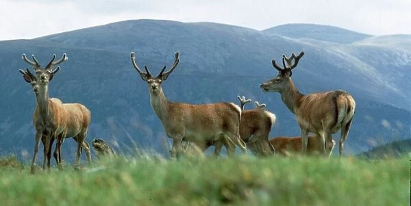 Red Deer high on a Scottish mountain August 1991