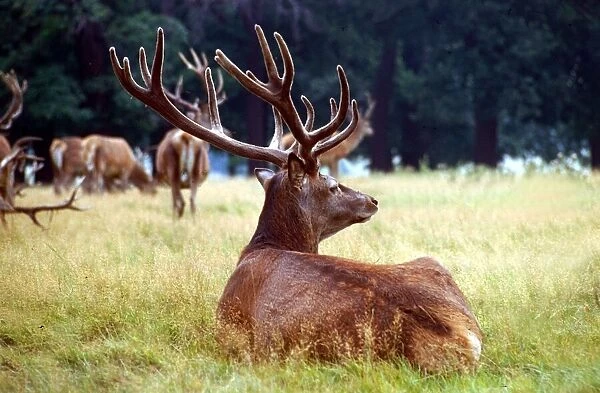 Red Deer lying down in the grass out in the fields September 1979