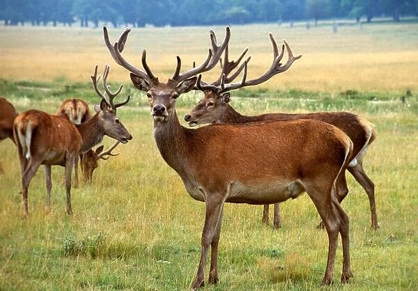 Red deer in the wild September 1979