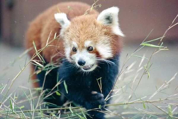 Red panda bear waking through bamboo circa 1985