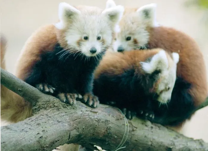 Framed Print : Red Panda cubs at Bristol Zoo Three cubs sitting on branch of Tree November 1997 Framed Print : Red Panda cubs at Bristol Zoo Three cubs sitting on branch of Tree November 1997
