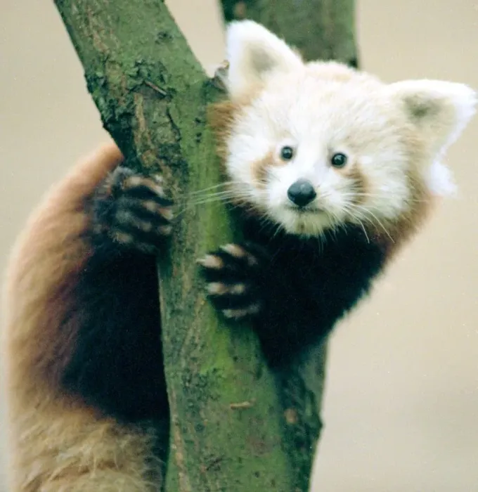 Framed Print : Red Panda cubs at Bristol Zoo A Red Panda cub sitting on branch of Tree November 1997 Framed Print : Red Panda cubs at Bristol Zoo A Red Panda cub sitting on branch of Tree November 1997