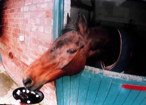 Red Rum with his favourite titbit Polo mints