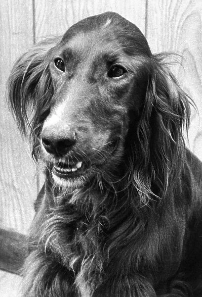 A Red Setter