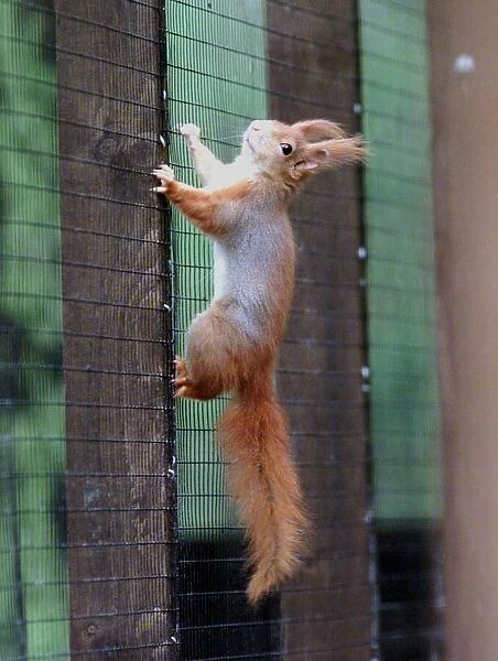 One of the red squirrels released into its cage at Drayton Manor Park