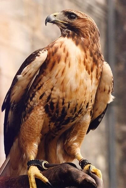A Red Tailed Hawk bird of prey