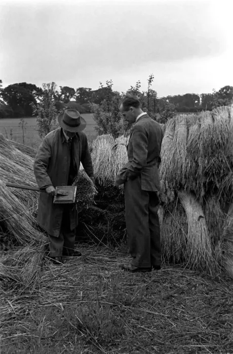 Framed Print : Reed Cutter on the Norfolk broads. Our picture shows the cutter combing the reeds Framed Print : Reed Cutter on the Norfolk broads. Our picture shows the cutter combing the reeds