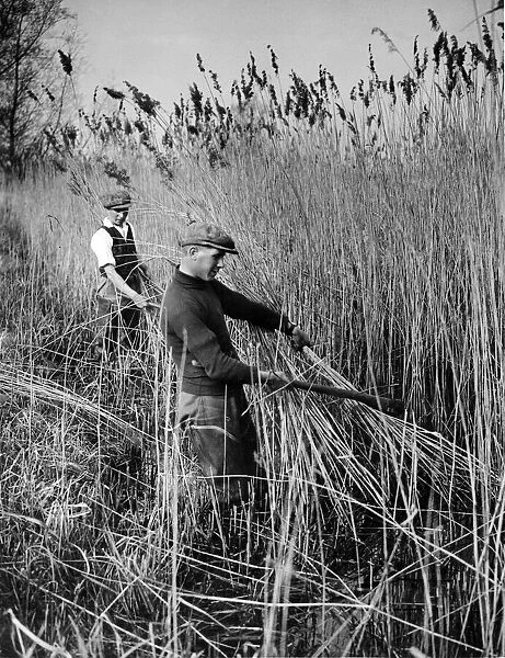 Reed cutting at Broad Farm, Rockland St Mary, Norfolk. An industry which gives