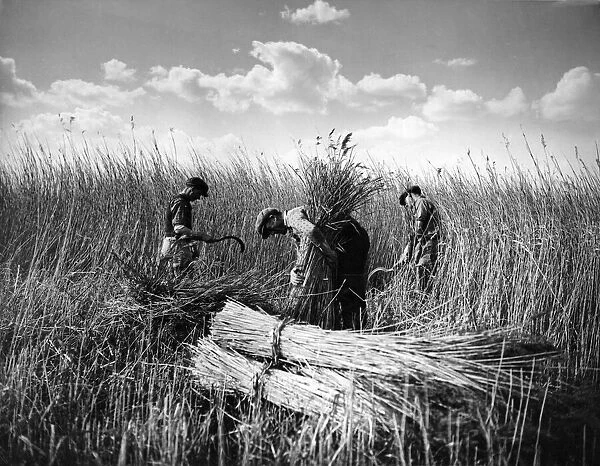 Reed cutting on Rockland Broad. There is an increasing demand for the Norfolk reeds