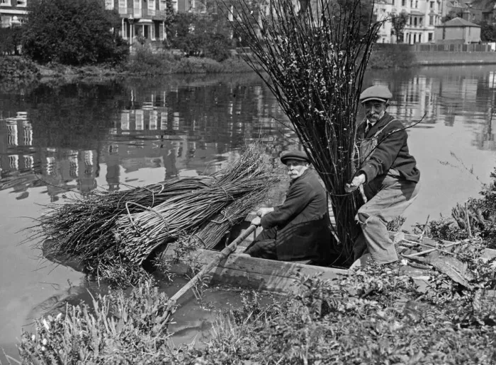Framed Print : Reed Cutting on the Thames 1st May 1927 Within a stones throw of Chiswick church