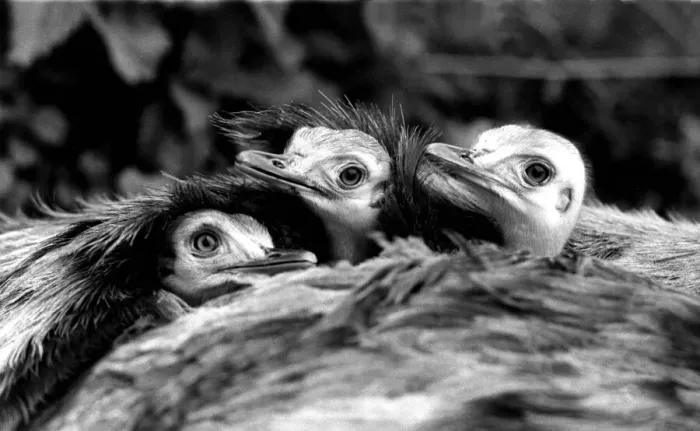 Framed Print : Reggie the South American Ostrich with three of his chicks at home in his feathers