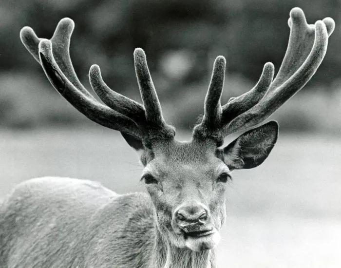 Framed Print : Reindeer. 11th July 1984 Framed Print : Reindeer. 11th July 1984