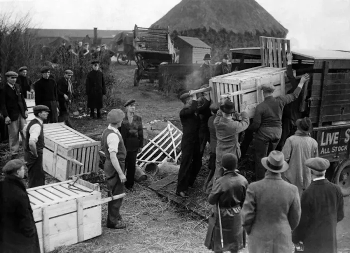 Framed Print : Removing pigs during yesterdays seizure of farm stock impounded for their arrears