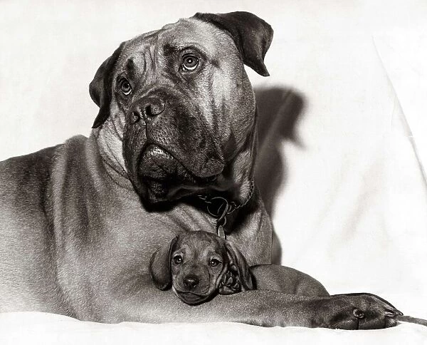 Renee the bull mastiff holds her six week old smooth-haired dachshund puppy at their home