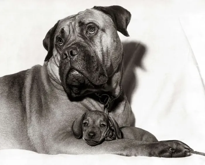 Framed Print : Renee the bull mastiff holds her six week old smooth-haired dachshund puppy at their home