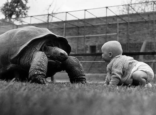 Reptiles Tortoise 11 month old Stuart Gibb comes face-to-face with Mr