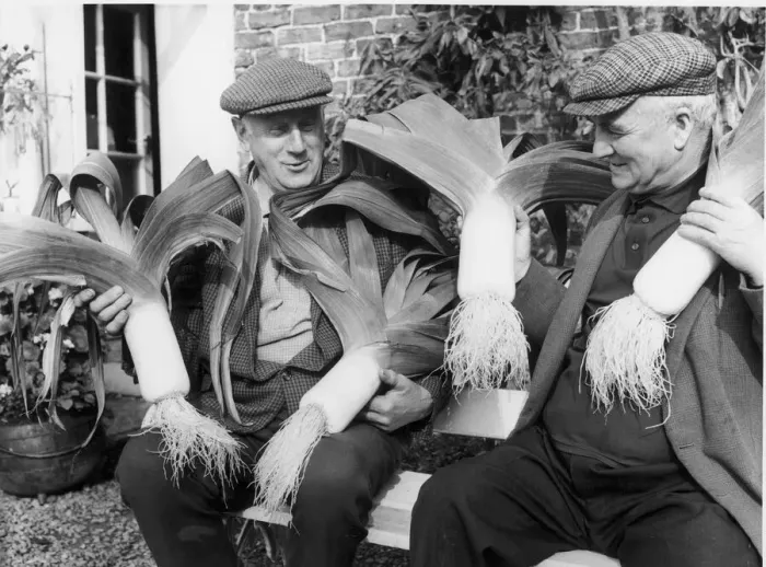 Framed Print : Two residents of Haltwhistle, Northumberland showing off their giant leeks