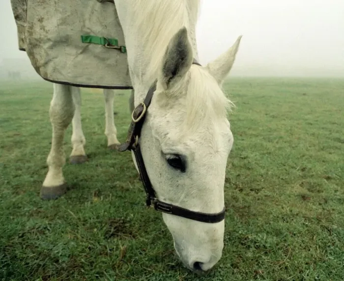 Framed Print : Retired racing legend Desert Orchid out in his field with his new filly Framed Print : Retired racing legend Desert Orchid out in his field with his new filly