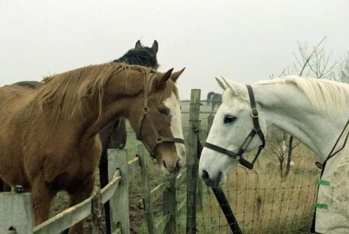 Framed Print : Retired racing legend Desert Orchid out in his field with his new filly Framed Print : Retired racing legend Desert Orchid out in his field with his new filly